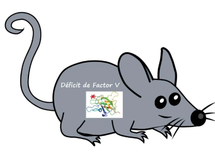 Modelo animal deficiente en factor V